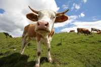 Cute Cow Wallpaper 5