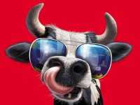 Funny Cow Wallpaper 3
