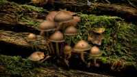 HD Mushroom Wallpaper 6