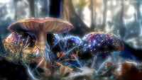 HD Mushroom Wallpaper 9