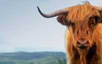 Highland Cattle Wallpaper 1