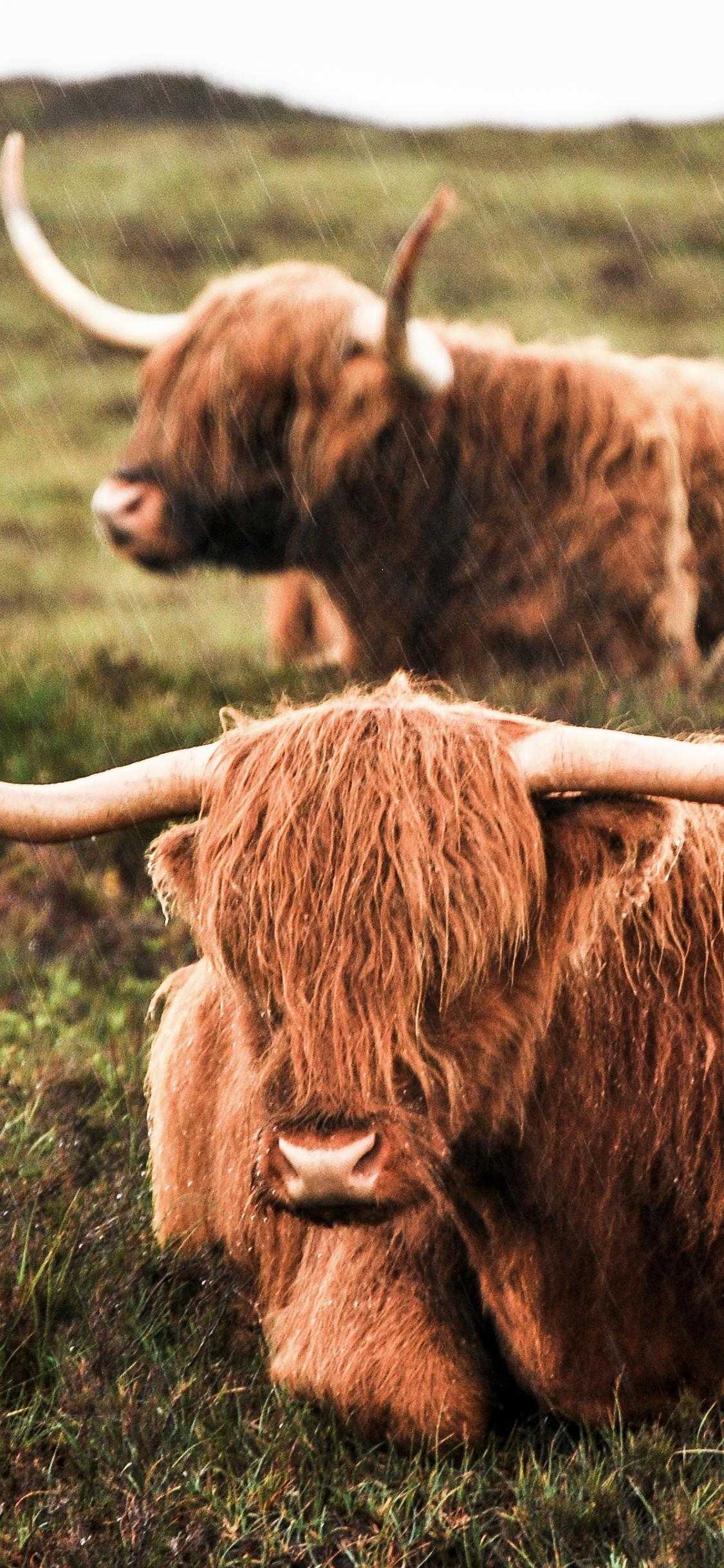 Highland Cow Wallpaper 1 Highland Cow Wallpaper 1