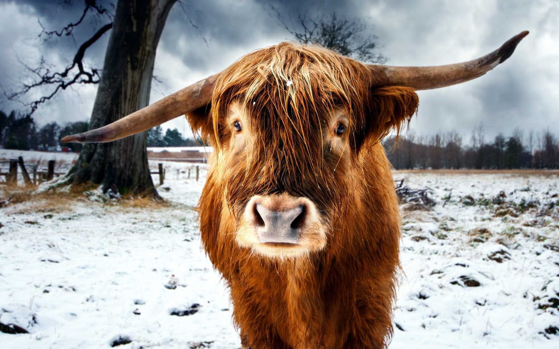 Highland Cow Wallpaper 1 Highland Cow Wallpaper