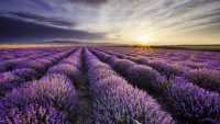 Lavender Wallpapers 1