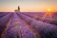 Lavender Wallpapers 9