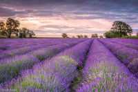 Lavender Wallpapers 8
