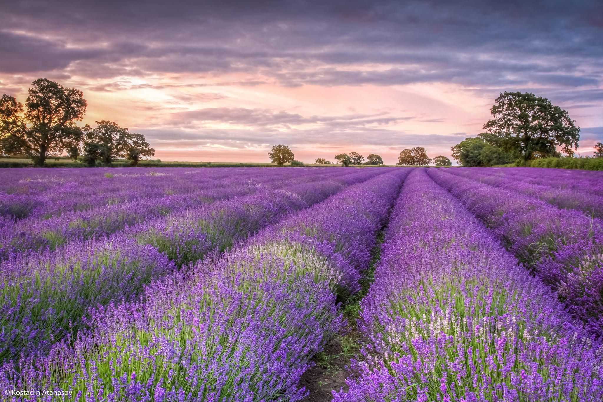 Lavender Wallpapers 1