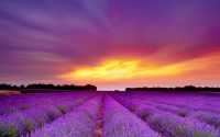 Lavender Wallpapers 7