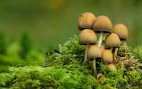 Mushroom Background 2