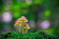 Mushroom Background 10