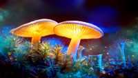 Mushroom Wallpaper 9