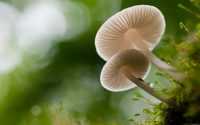 Mushroom Wallpaper 10