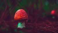 Mushroom Wallpaper 9