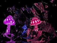 Mushroom Wallpaper 7