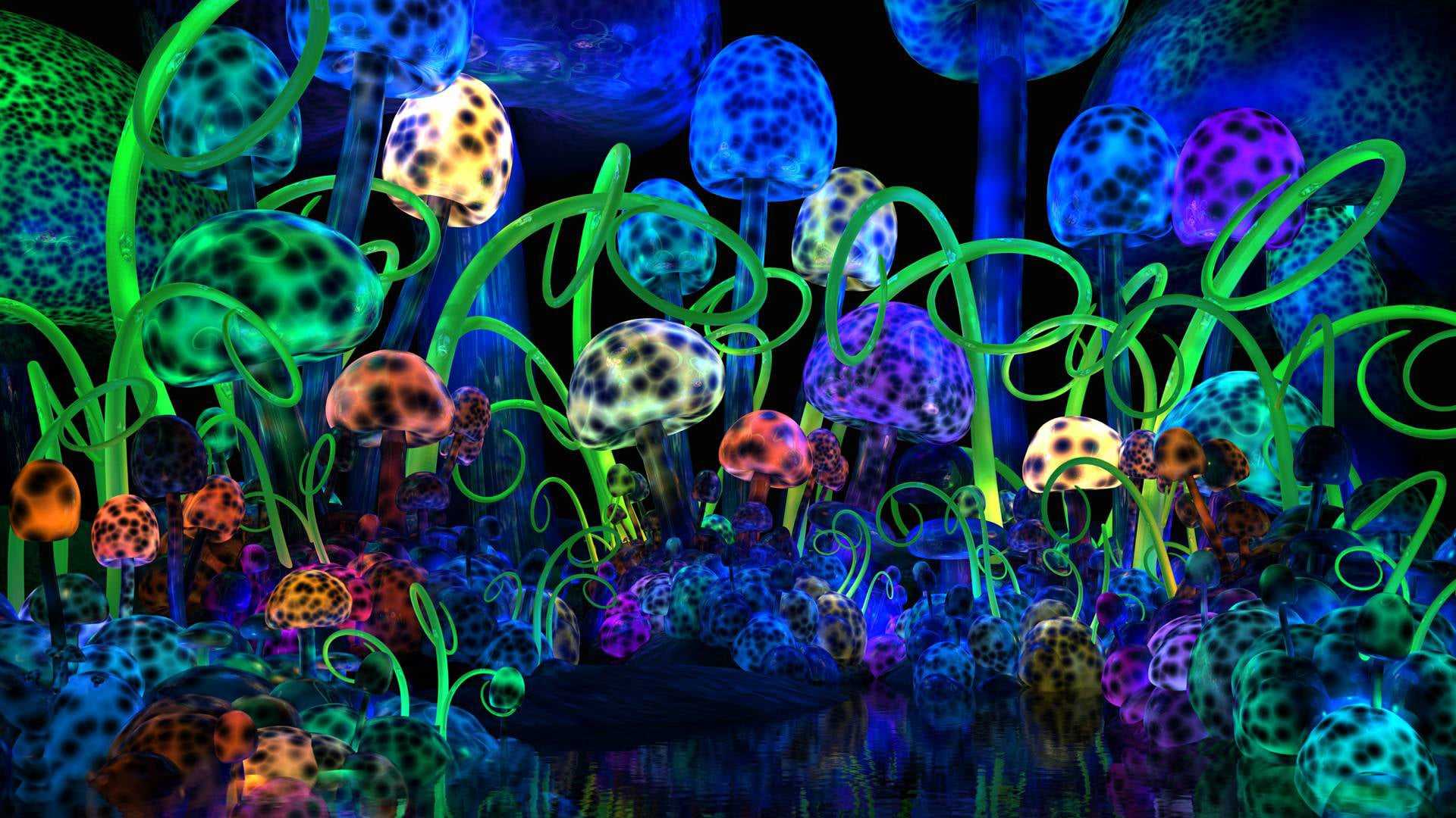Mushroom Wallpaper HD 1