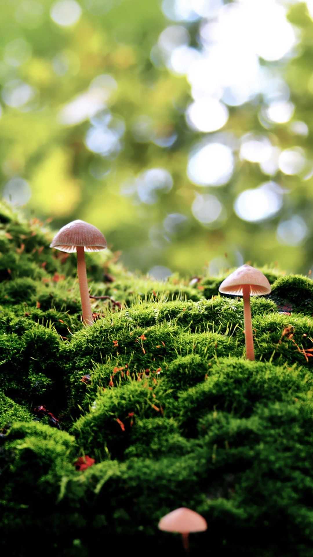 Mushroom Wallpaper iPhone 1