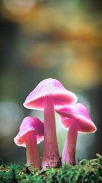 Pink Mushroom Wallpaper iPhone 1