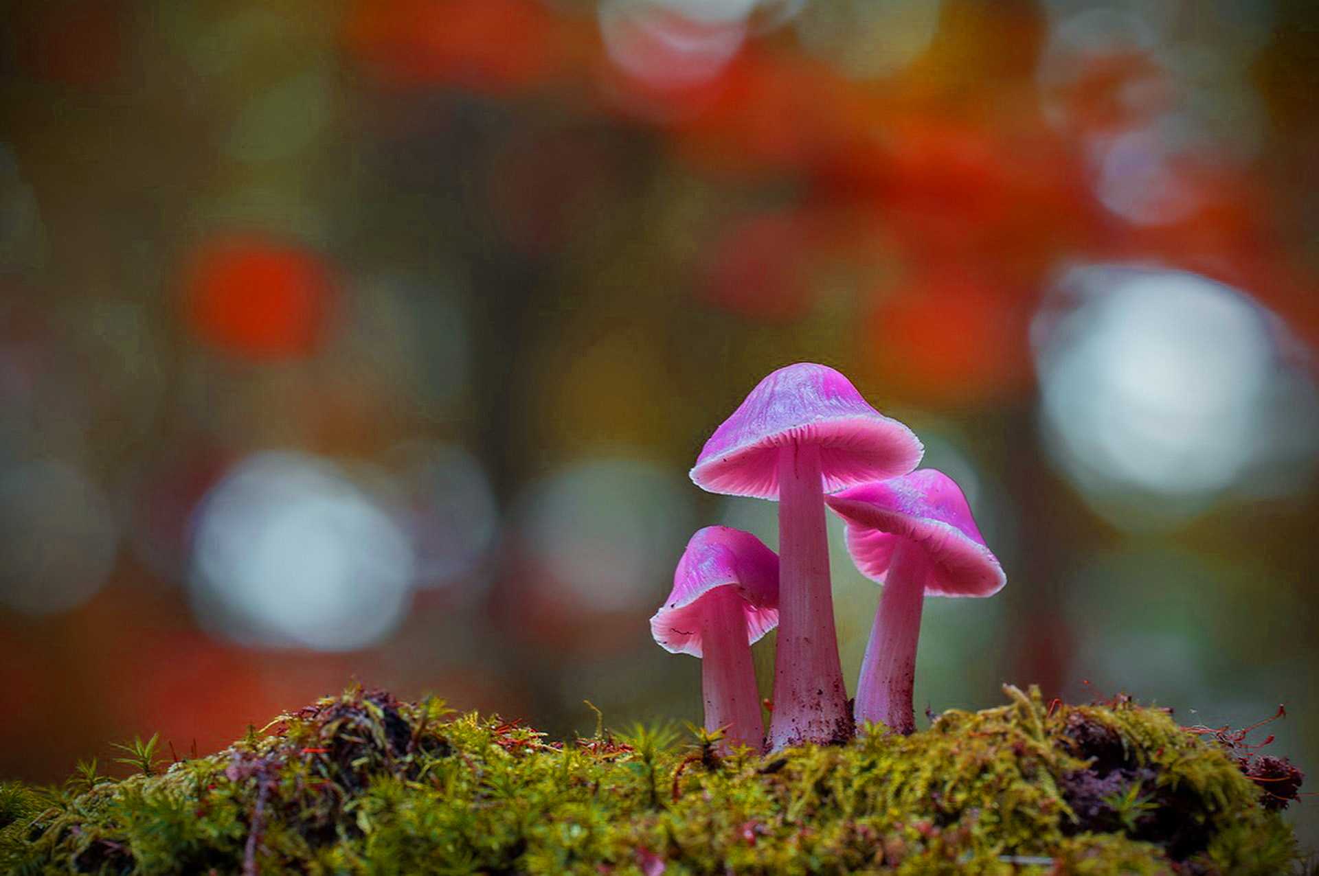 10 Best pink mushroom wallpaper aesthetic You Can Use It free ...