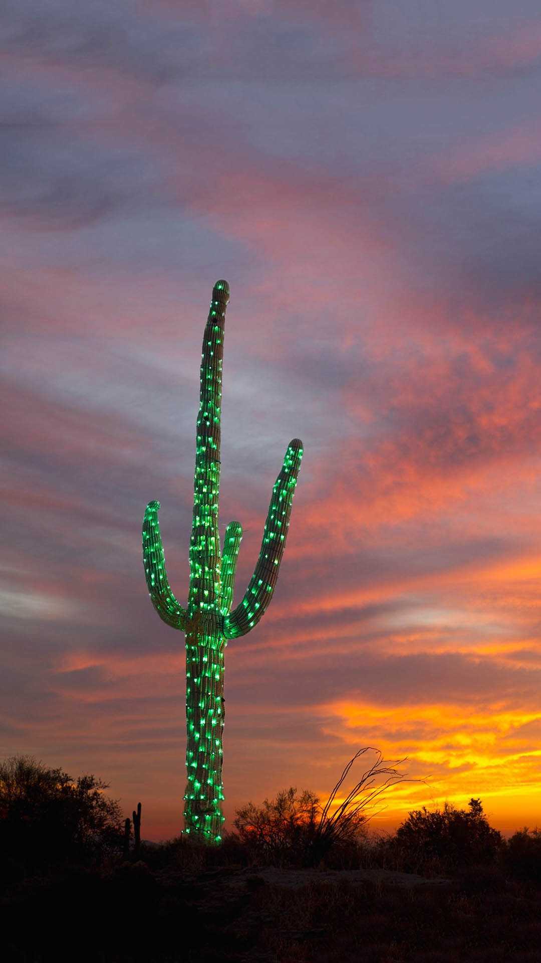 iPhone Cactus Wallpapers 1