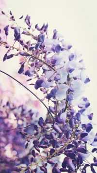 iPhone Lavender Wallpaper 3