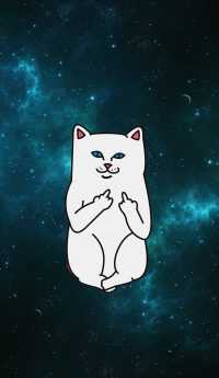 Cat Middle Finger Wallpaper 9