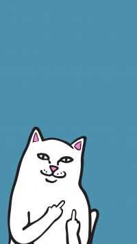 Cat Middle Finger Wallpapers 6