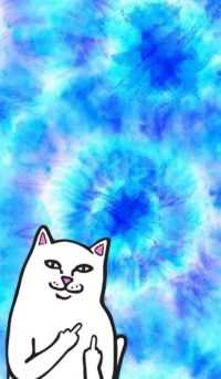 Middle Finger Cat Wallpaper 10