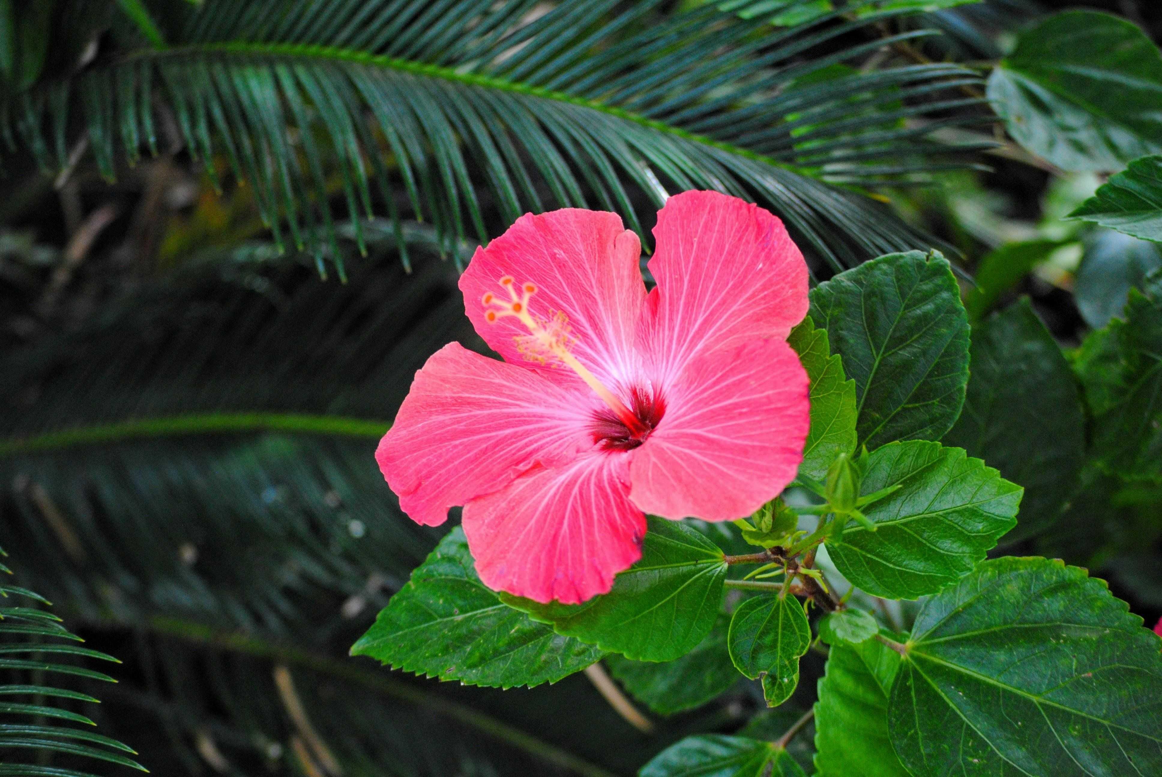 4K Hibiscus Wallpaper 1 4K Hibiscus Wallpaper 1