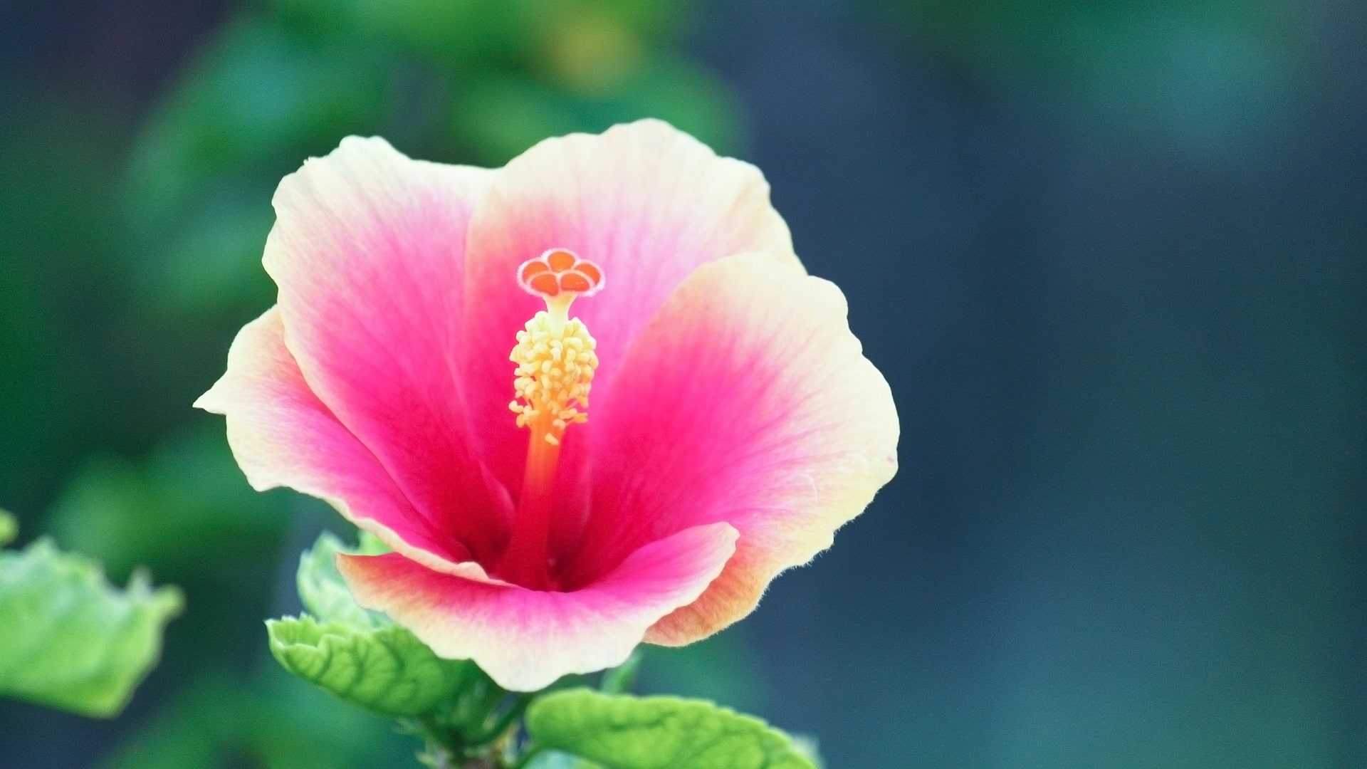 HD Hibiscus Wallpaper 1 HD Hibiscus Wallpaper 1