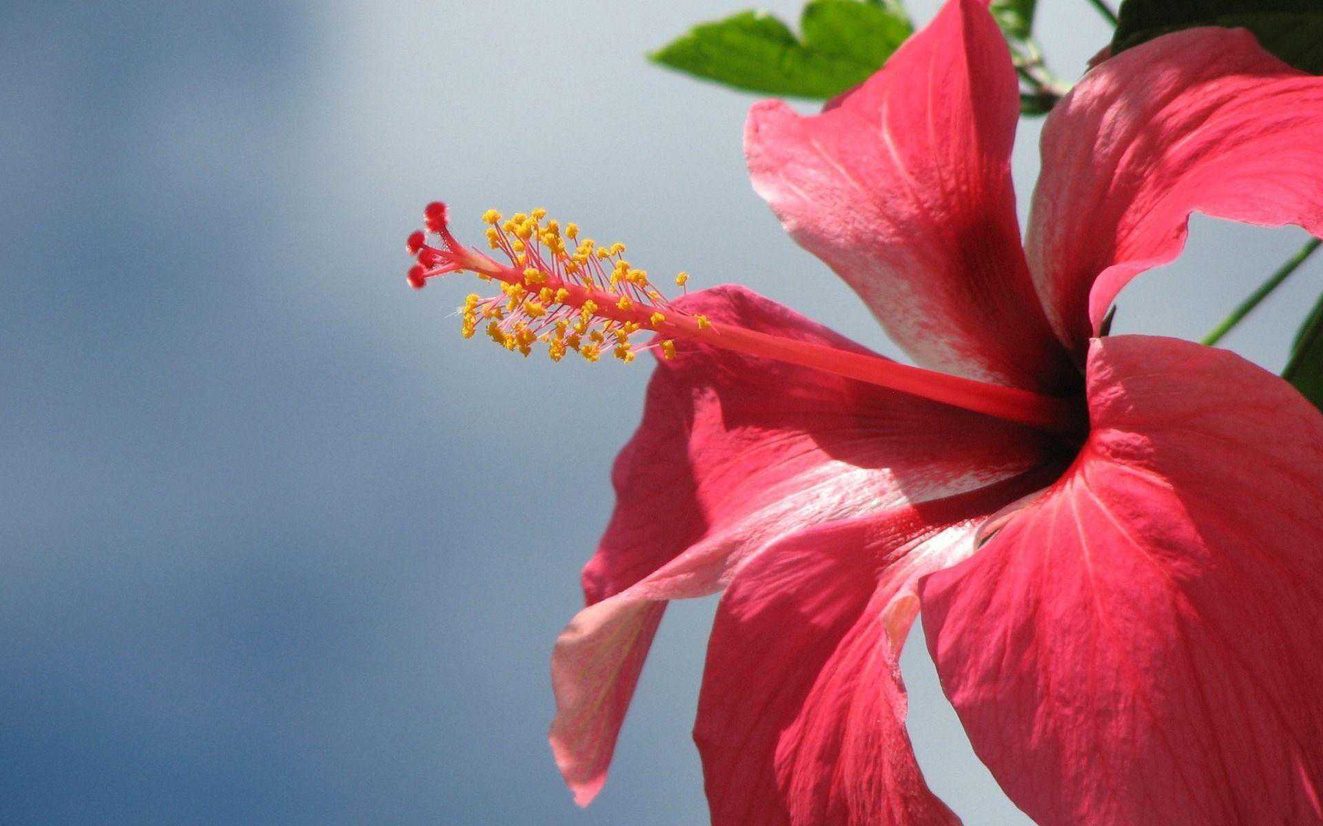 HD Hibiscus Wallpapers 1 HD Hibiscus Wallpapers 1
