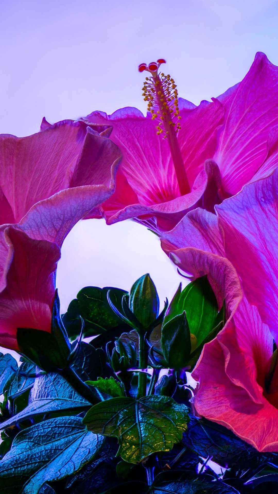 Hibiscus Wallpaper - KoLPaPer - Awesome Free HD Wallpapers