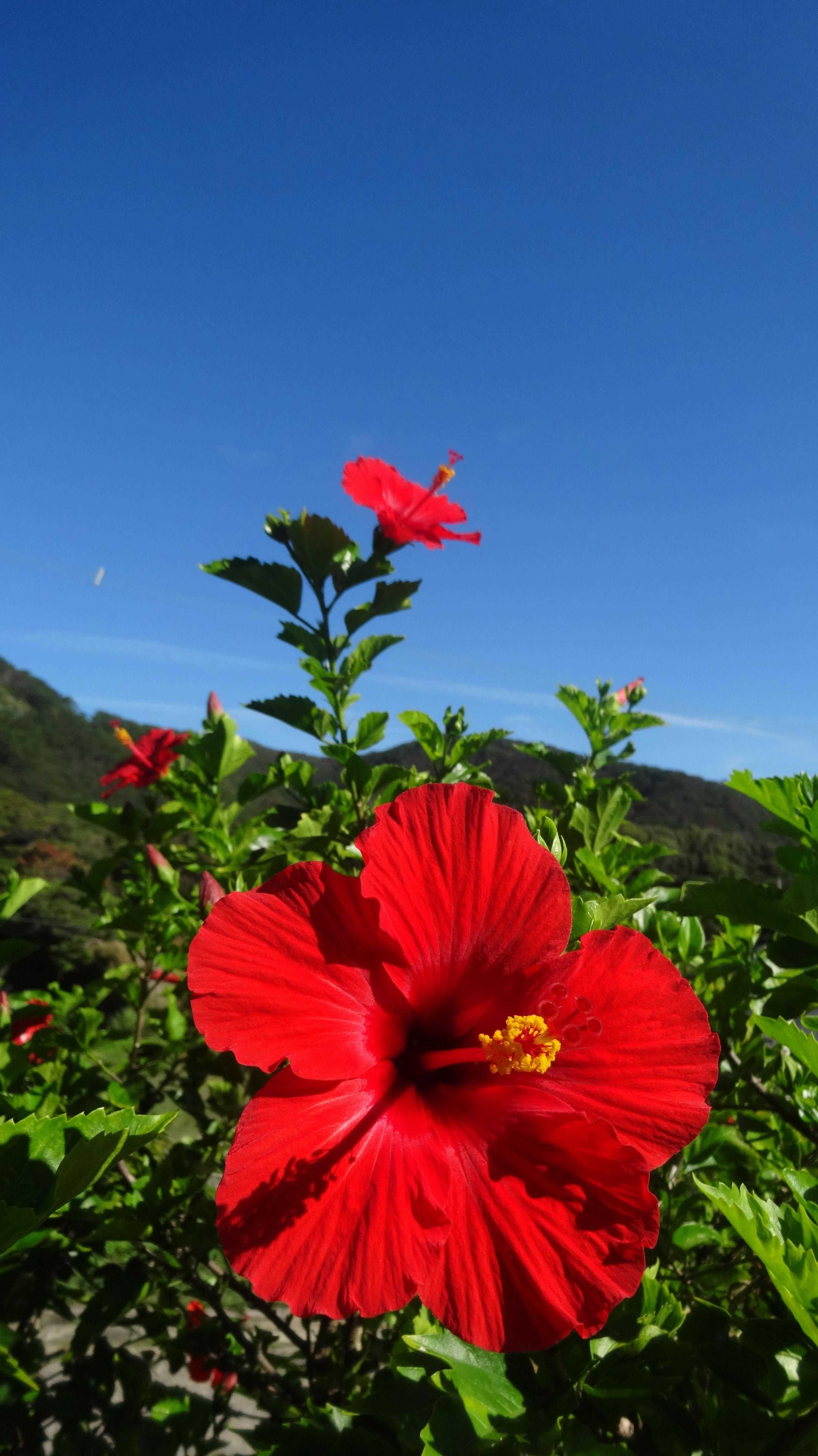 Hibiscus Wallpaper Android 1