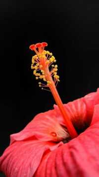 Hibiscus Wallpaper iPhone 4