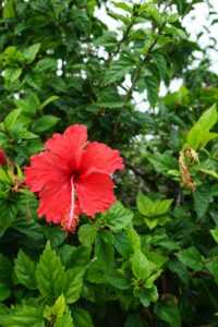 Hibiscus Wallpapers 2