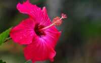 Hibiscus Wallpapers 1