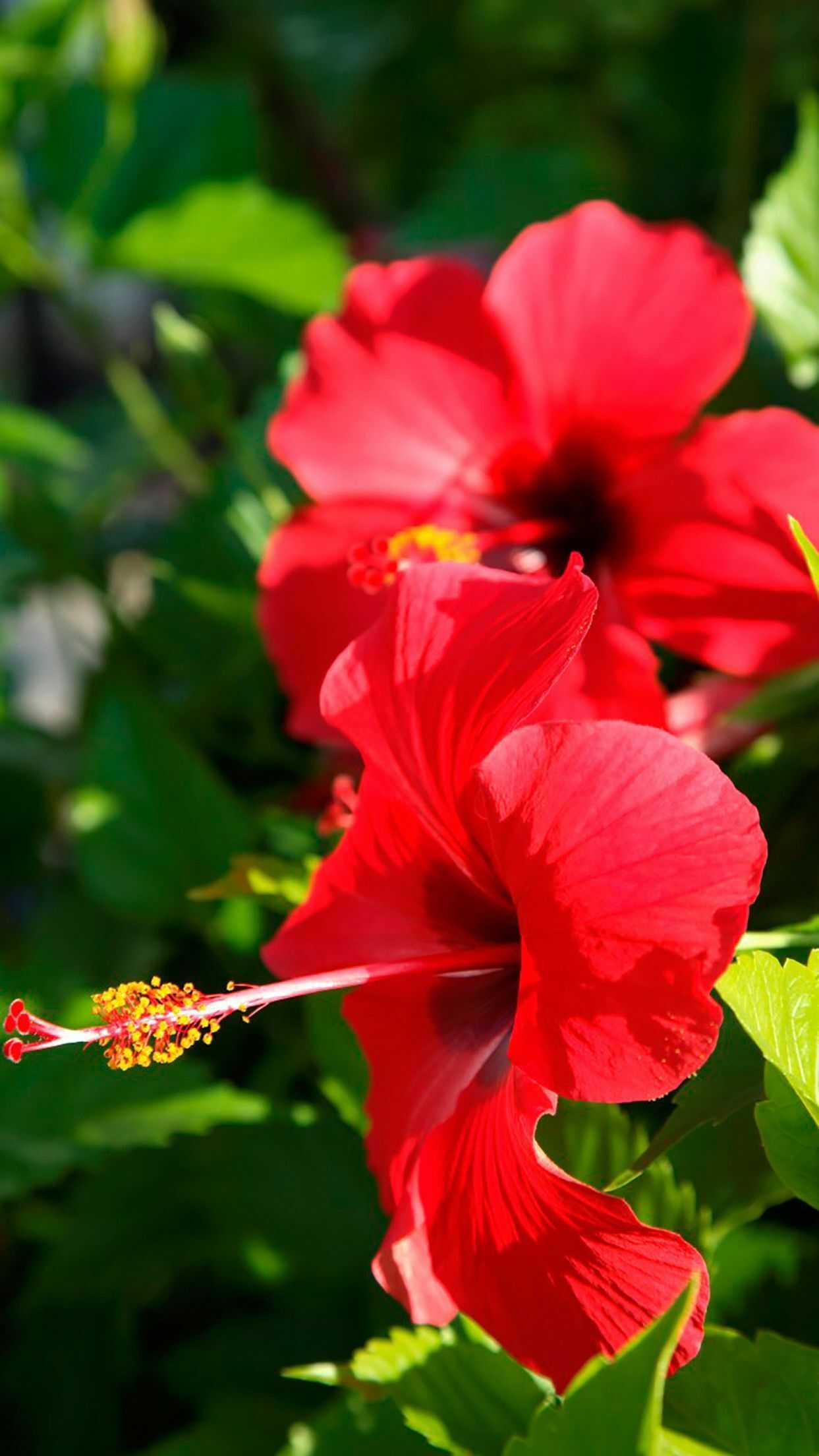 Hibiscus Wallpapers 1 Hibiscus Wallpapers 1