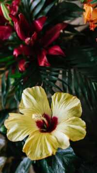 Hibiscus Wallpapers 4
