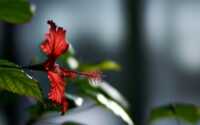 Hibiscus Wallpapers 2