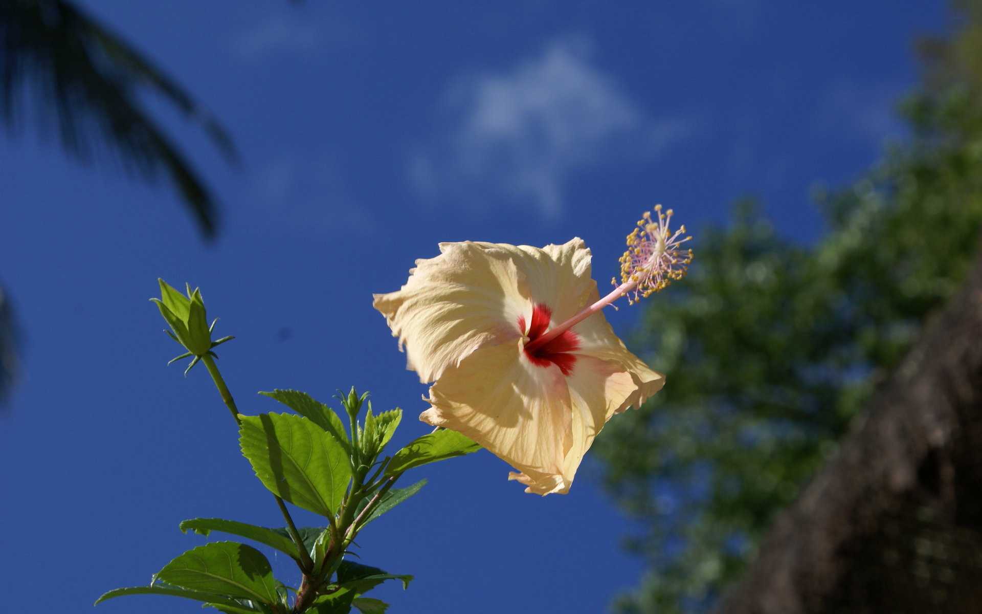 Hibiscus Wallpapers 1 Hibiscus Wallpapers 1