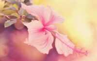 Pink Hibiscus Wallpaper 8