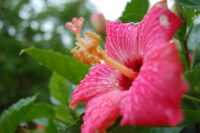 Pink Hibiscus Wallpaper 6