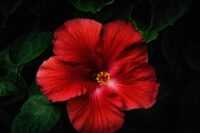 Red Hibiscus Wallpaper 4