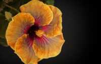 Wallpaper Hibiscus 9