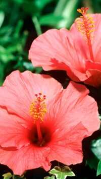 Wallpaper Hibiscus 10