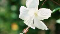 White Hibiscus Wallpaper 6