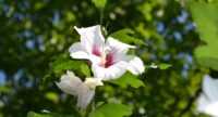 White Hibiscus Wallpaper 7