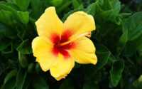 Yellow Hibiscus Wallpaper 5