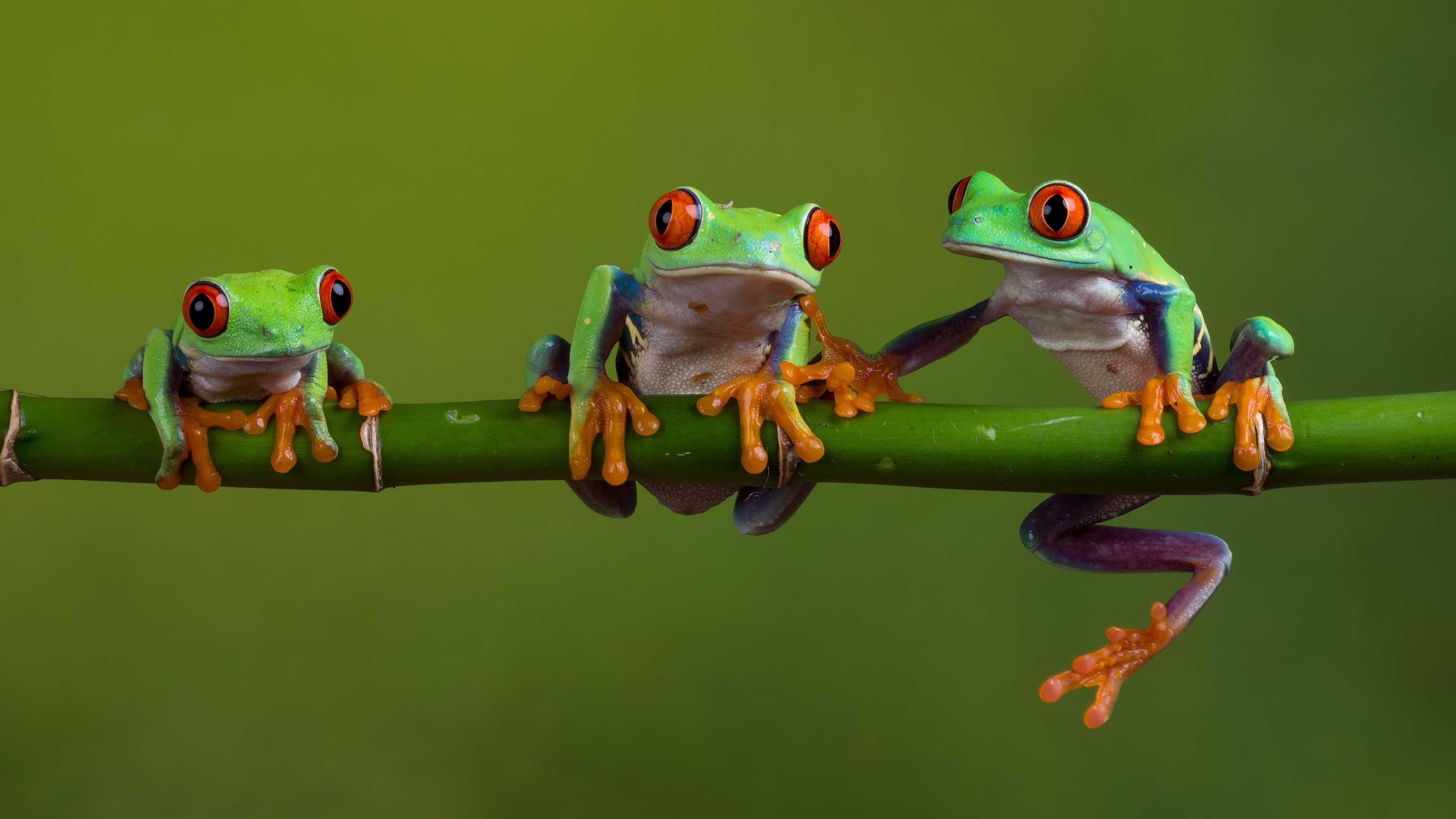 4K Frog Wallpaper - KoLPaPer - Awesome Free HD Wallpapers