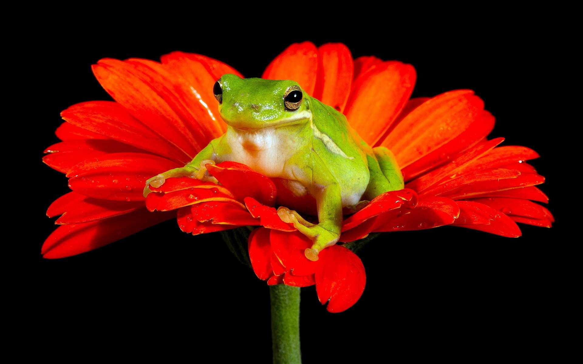 Frog Desktop Wallpaper 1