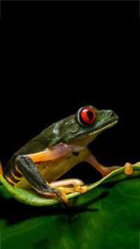 Frog Wallpaper 4